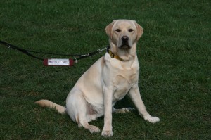 Piper Hearing Dog for Deaf People