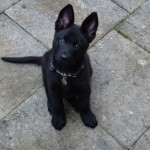 police puppy walking