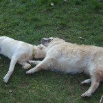 Henry&piper5