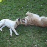 Henry&piper4