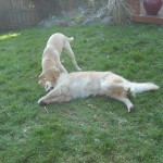 Henry&piper3