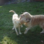 Henry&piper2