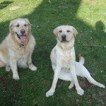 Henry&piper1
