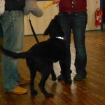 Puppy Class Attended for The Hearing Dogs For Deaf People