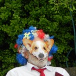 The Royal Corgi