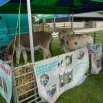 The adoption stand