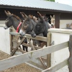 Nosey donkeys