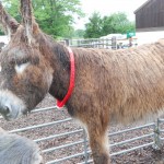 A wet and bedraggled Poitou