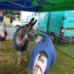 Eeyore preferring nibbling on Wayne rather than the wet grass