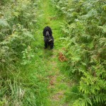 Lost in the ferns
