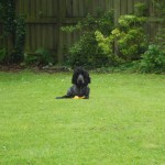 Chester with his new ball on a rope
