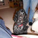 That pleading look to come up on the chair