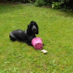 Chester with a plant pot that he found in the garden