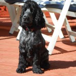 Chester A Show Cocker Spaniel Hearing Dog Puppy Comes to Stay
