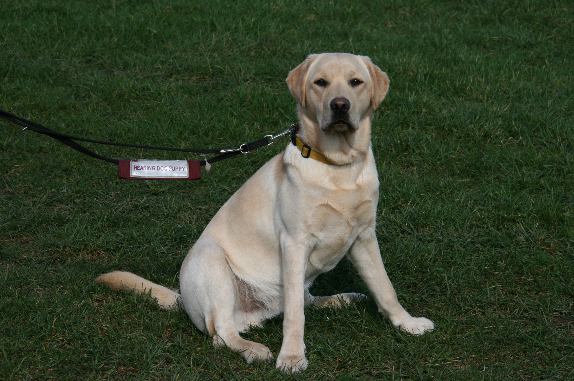 Piper The Labrador Hearing Dog Puppy