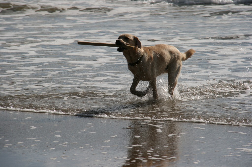 Piper The Labrador Hearing Dog Puppy for the deaf