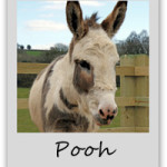pooh-adopt-a-donkey