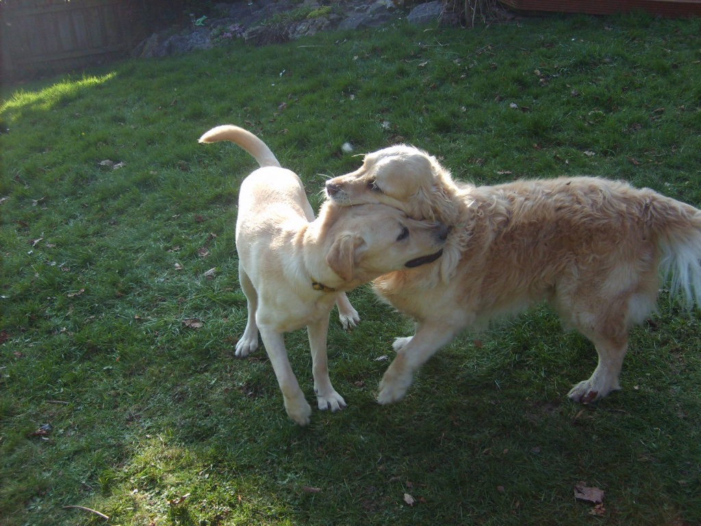 Henry My Diet And Fitness Aid