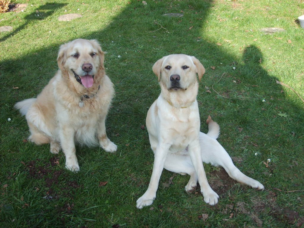 Henry My Diet And Fitness Aid