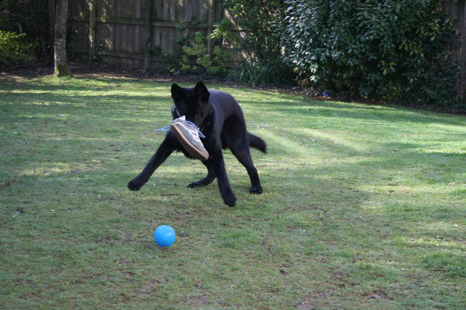 Rolfe The German Shepherd Police Dog Puppy Some Photos Of His Handsome Self And Rolfe Being Rolfe
