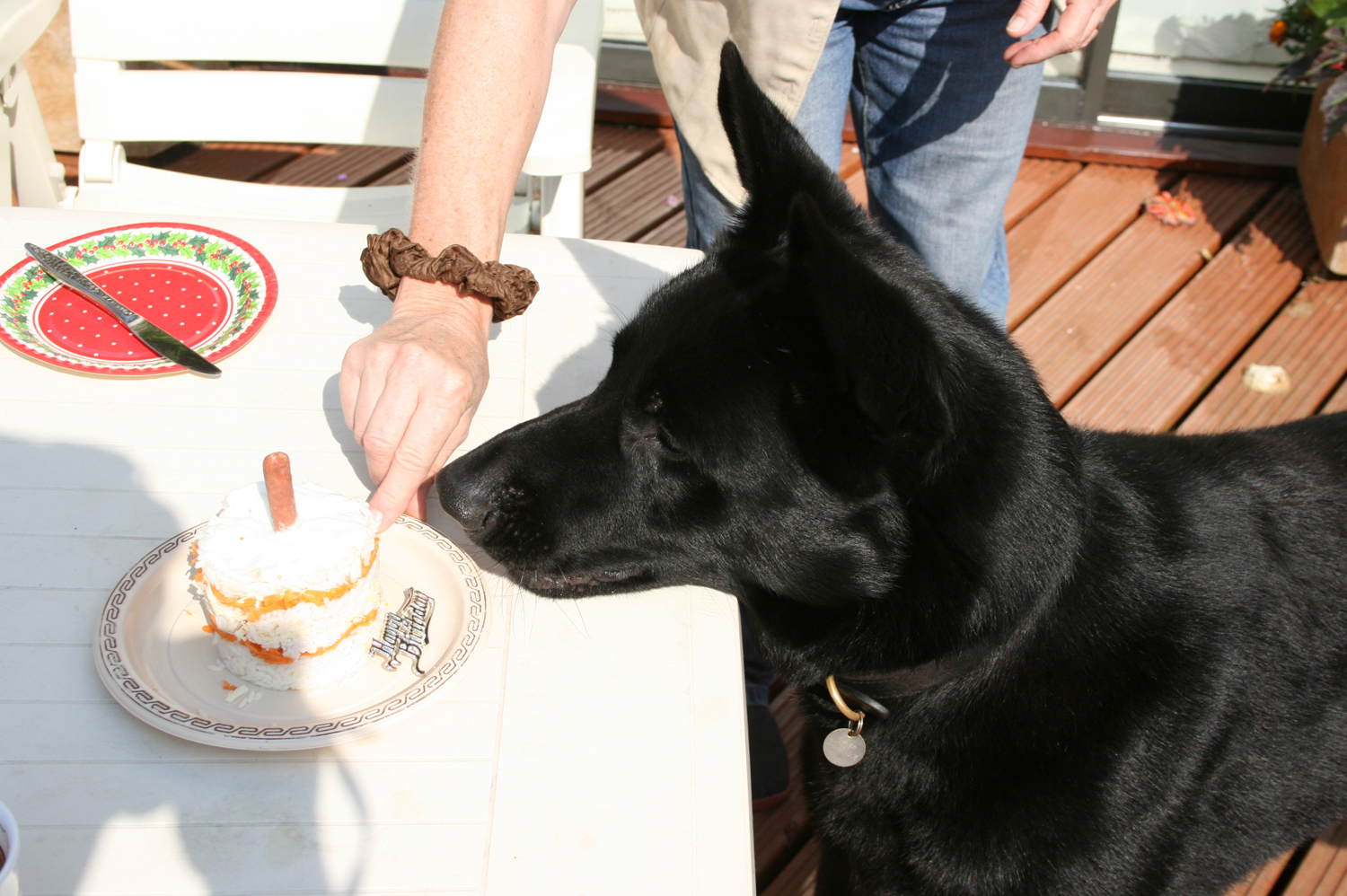 Rolfe's 1st Birthday Police Puppy Walking
