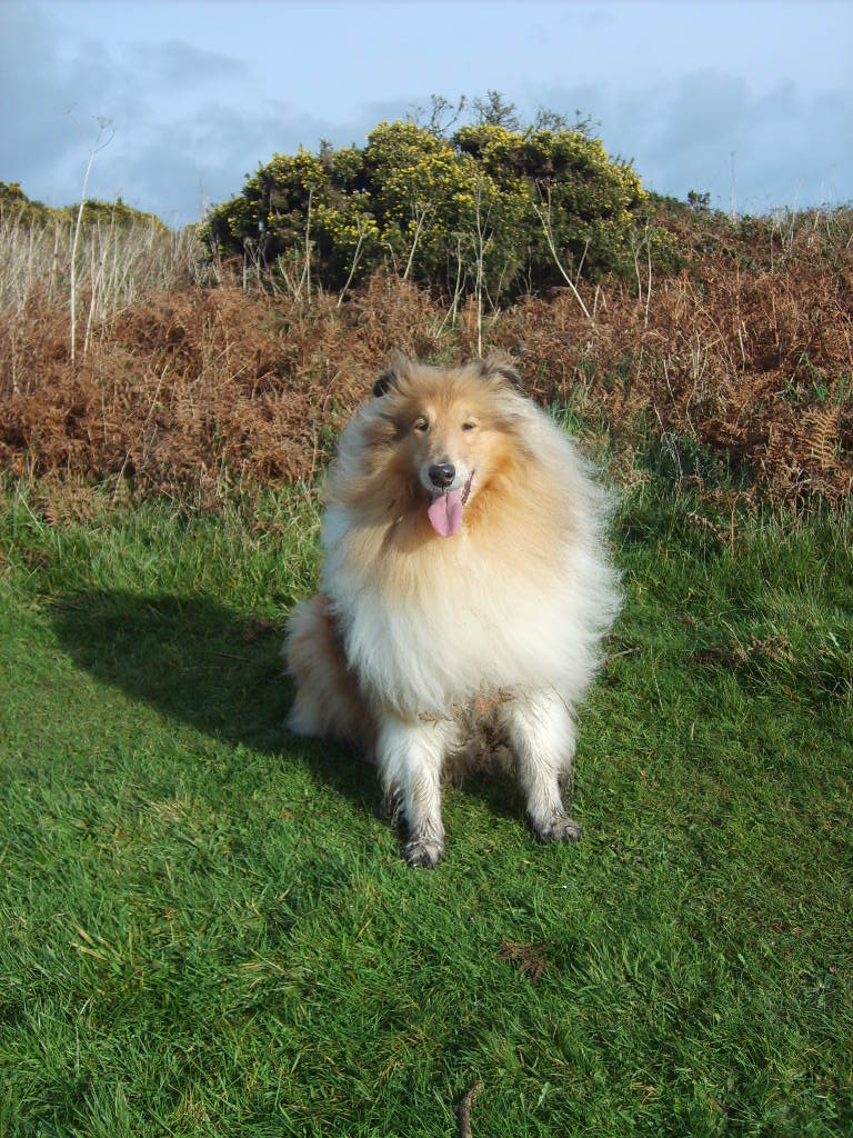 Bingley Arrives - my Latest Lodger