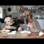 Two Dogs Dining