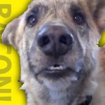How Not To Tease Your Dog