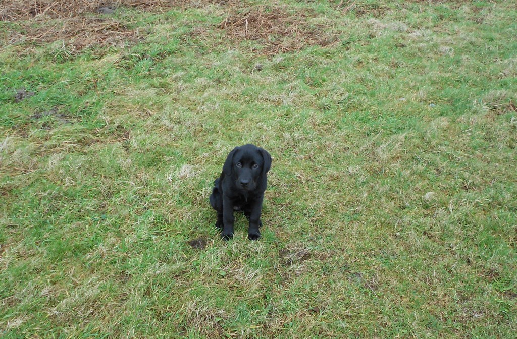 Hearing Dogs for Deaf People - Jamie Came to Stay