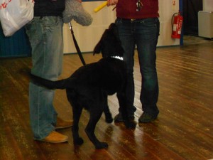 Puppy Class Attended for The Hearing Dogs For Deaf People