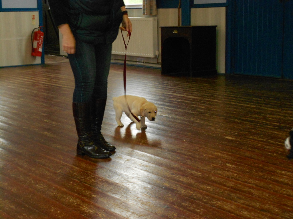 The Labrador Diva Being Put Through Her Paces