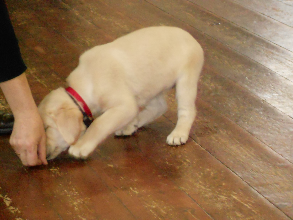 The Labrador Puppy Wanting More Treats
