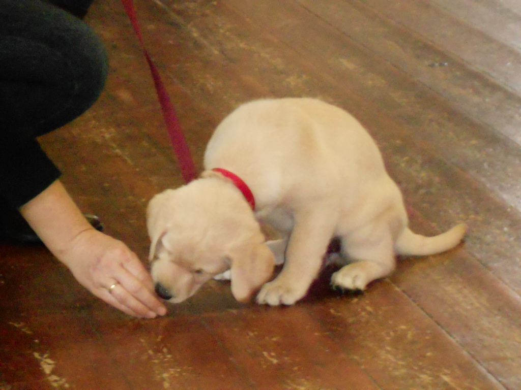 The Labrador Pup Sniffing the Treat