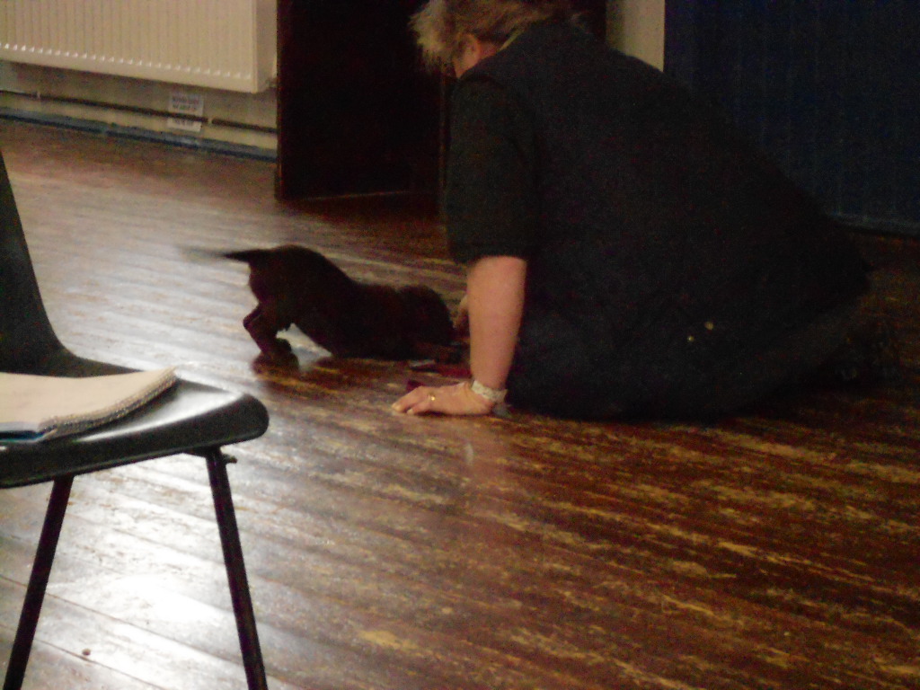 The Spaniel Pup Enjoying the Class