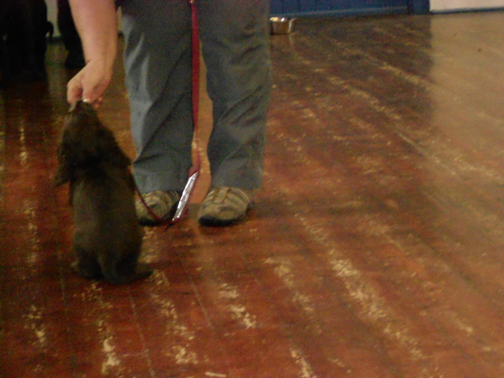 The LIttle Spaniel Puppy