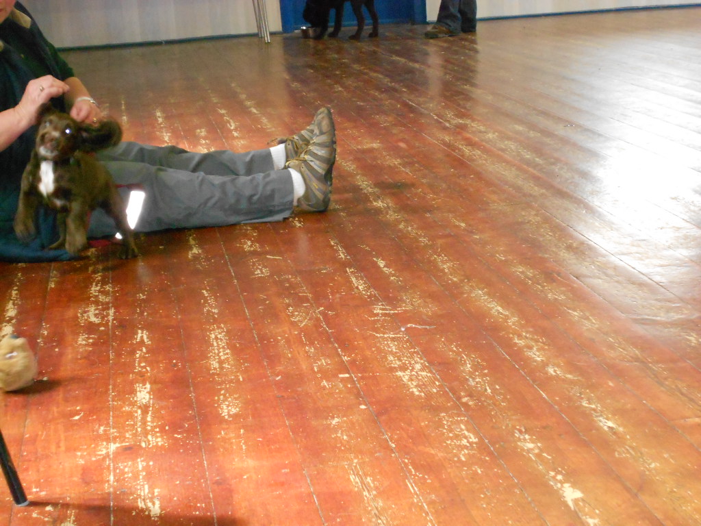 Spaniel Pretending to be Dumbo