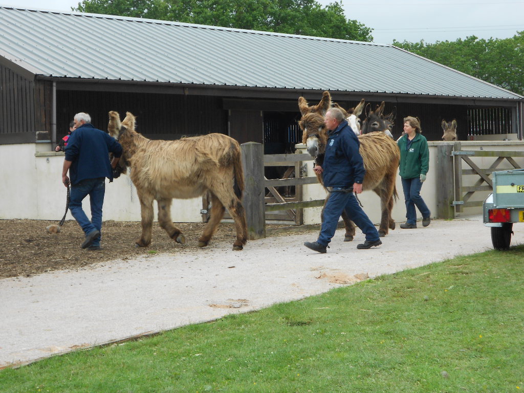 The Poitous arriving