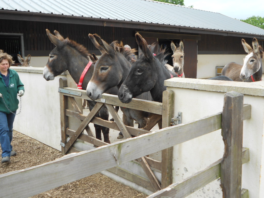 Ivybridge Donkey Sanctuary Summer Fair 2012