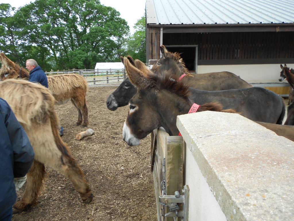 Ivybridge Donkey Sanctuary Summer Fair 2012