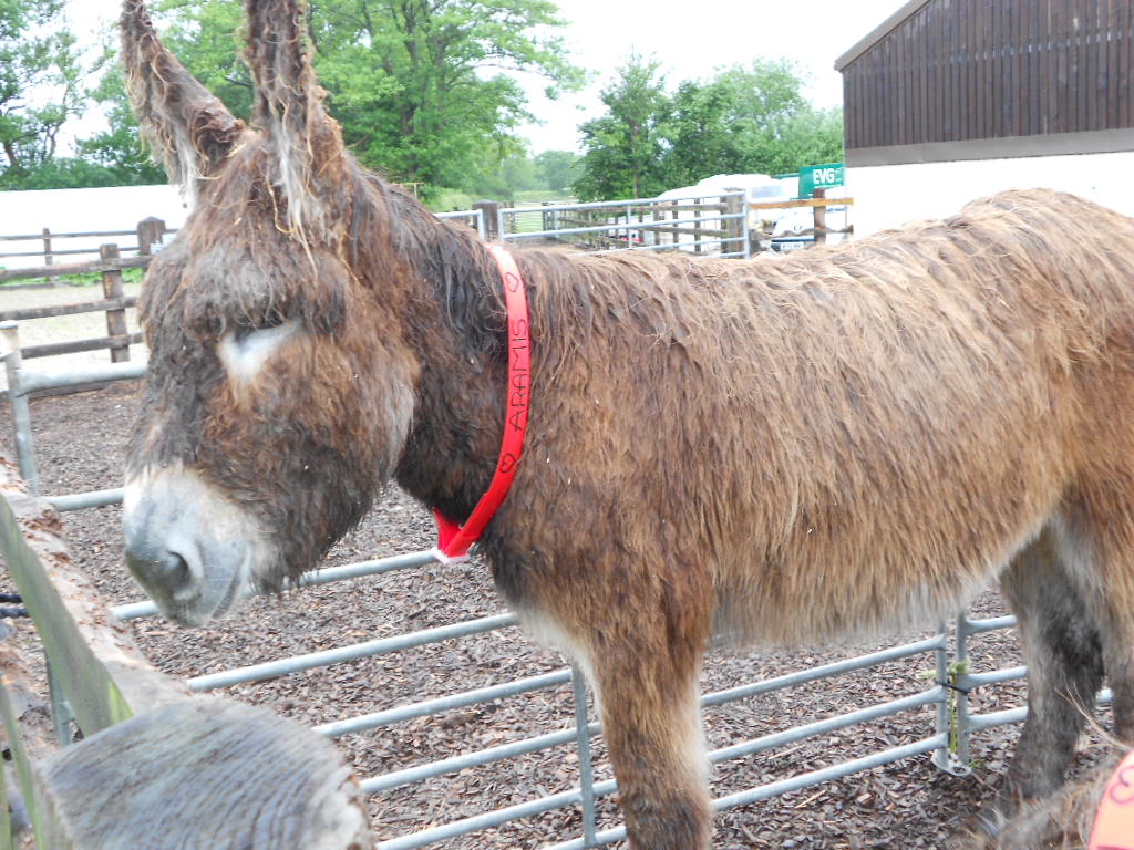 Ivybridge Donkey Sanctuary Summer Fair 2012