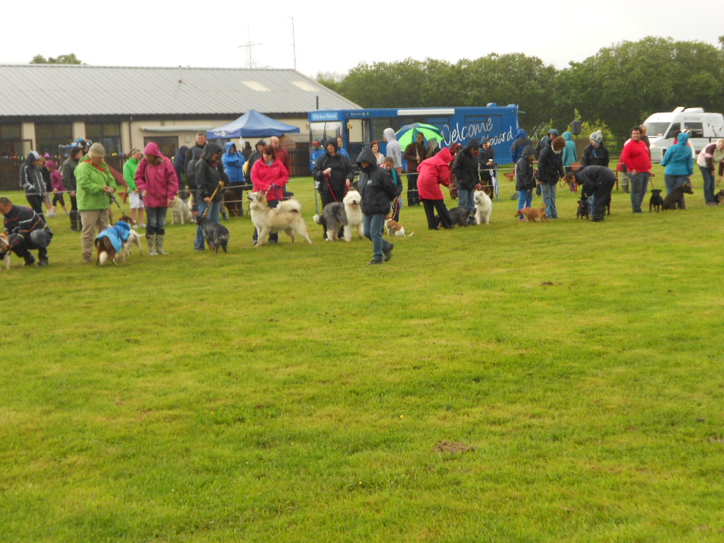 A family dog show class