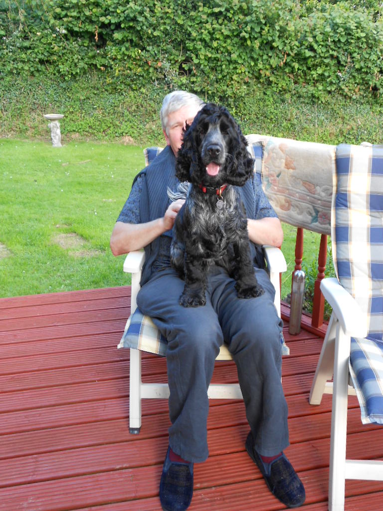 Chester A Show Cocker Spaniel Hearing Dog Puppy Comes to Stay
