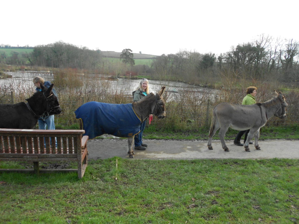 Donkey Walking in Ivybridge