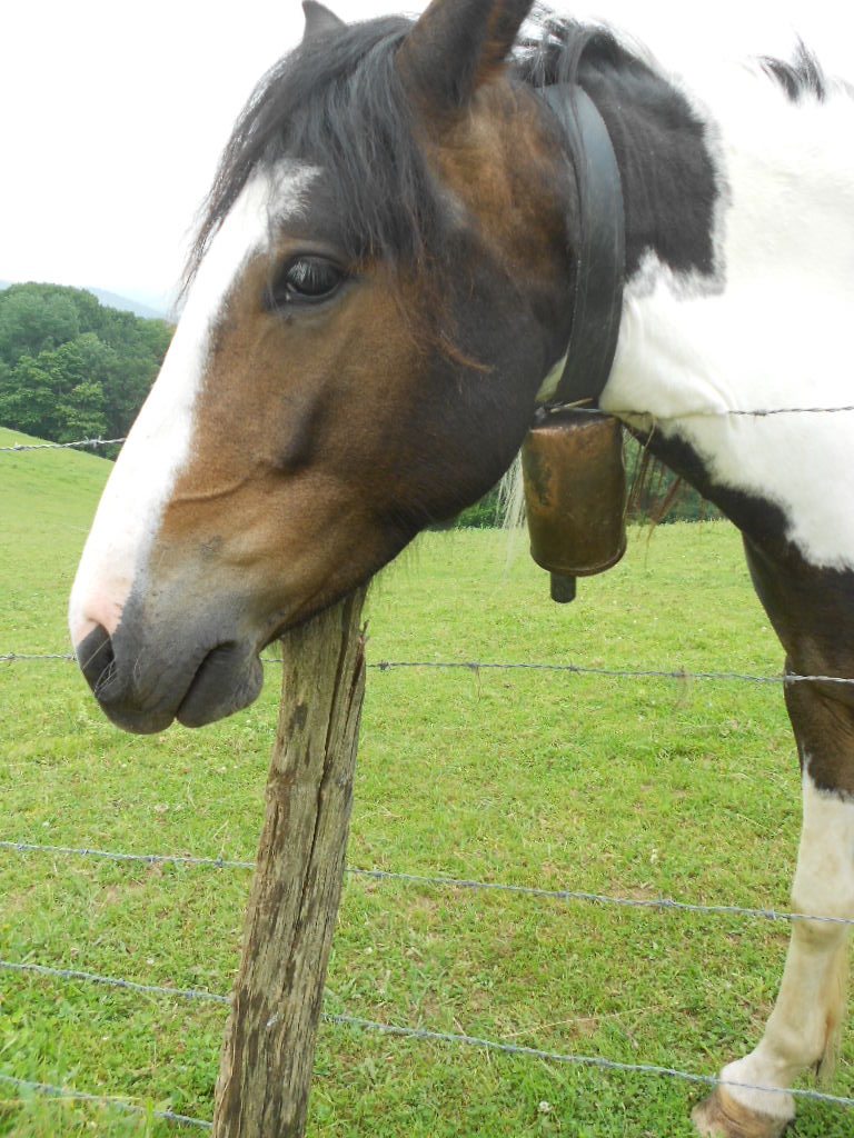 The Cowbell Horse
