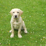 Hearing Dog Puppy George Comes to Stay