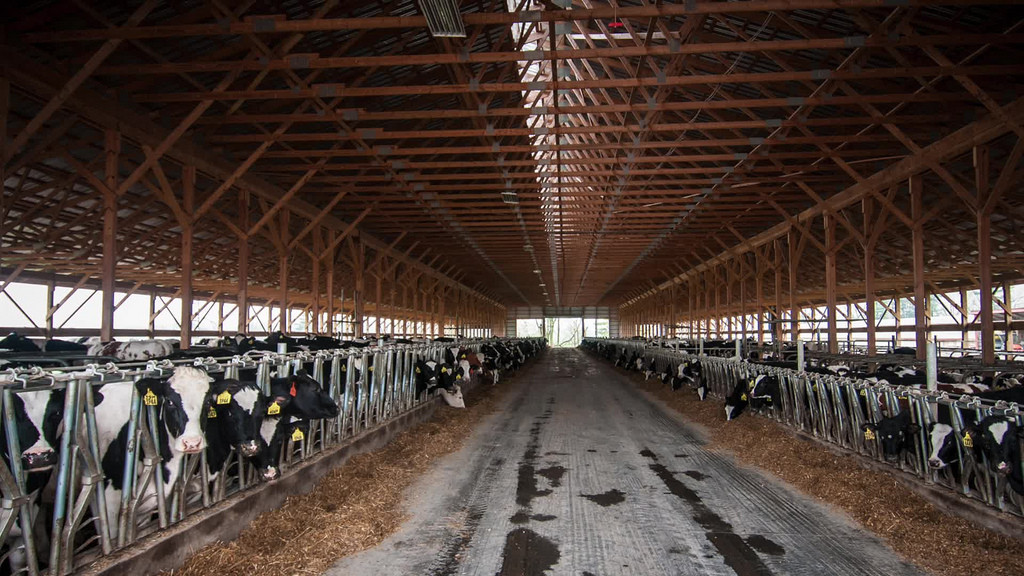 Clear Labelling Needed On How Supermarket Milk Is Produced