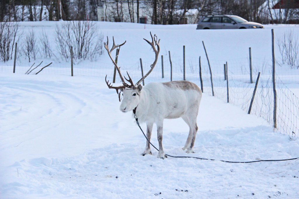 Norway And The Northern Lights P & O Cruise In 2017