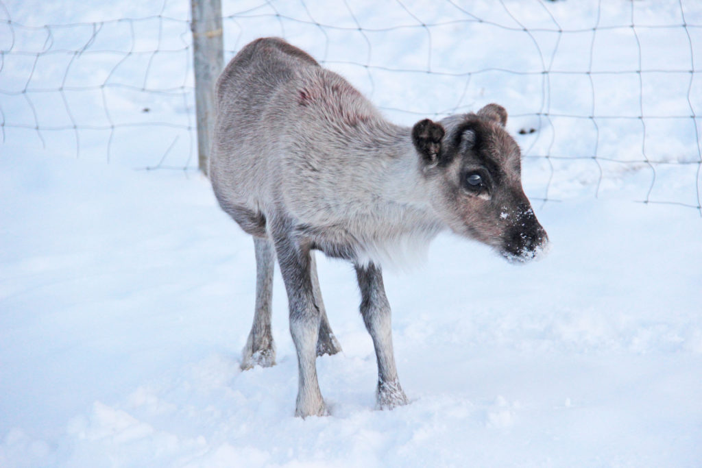 Norway And The Northern Lights P & O Cruise In 2017