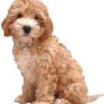 The Search Is On For My Cockapoo Puppy
