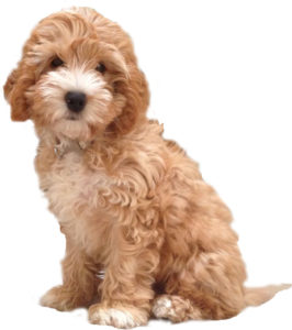 The Search Is On For My Cockapoo Puppy In 2017